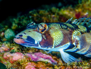 Close up shot of a colorful Sandperch in Puerto Galera, P... by Norm Vexler 